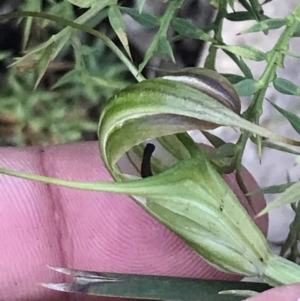 Diplodium decurvum at Cotter River, ACT - 28 Dec 2021