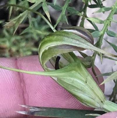 Diplodium decurvum (Summer greenhood) at Namadgi National Park - 28 Dec 2021 by Tapirlord