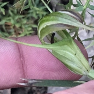 Diplodium decurvum at Cotter River, ACT - 28 Dec 2021