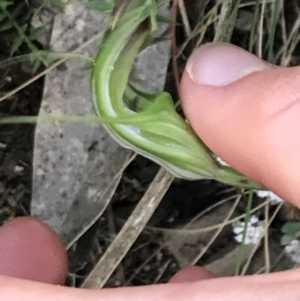 Diplodium decurvum at Cotter River, ACT - 28 Dec 2021