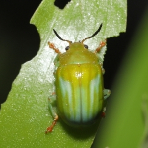 Calomela pallida at Acton, ACT - 5 Jan 2022