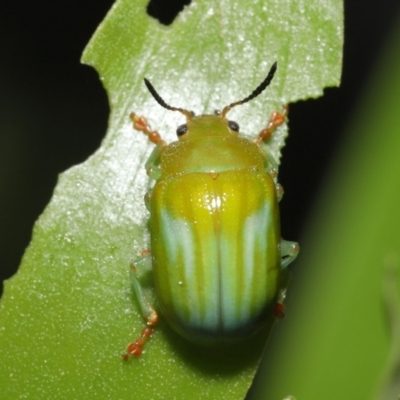 Calomela pallida (Leaf beetle) at Acton, ACT - 4 Jan 2022 by TimL