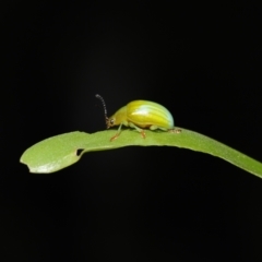 Calomela pallida at Acton, ACT - 5 Jan 2022 10:52 AM