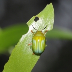 Calomela pallida at Acton, ACT - 5 Jan 2022