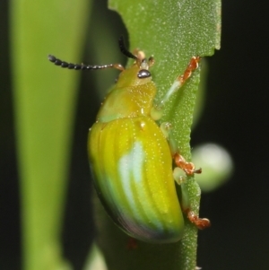 Calomela pallida at Acton, ACT - 5 Jan 2022