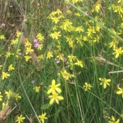 Tricoryne elatior (Yellow Rush Lily) at Belconnen, ACT - 6 Jan 2022 by JohnGiacon