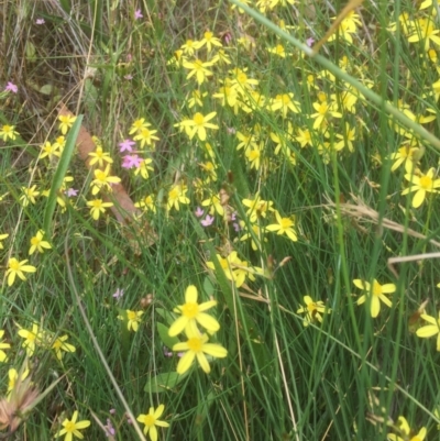 Tricoryne elatior (Yellow Rush Lily) at Belconnen, ACT - 6 Jan 2022 by jgiacon