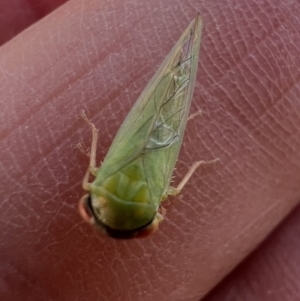 Rosopaella leurensis at Murrumbateman, NSW - 4 Jan 2022 11:08 AM