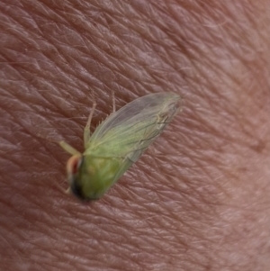 Rosopaella leurensis at Murrumbateman, NSW - 4 Jan 2022 11:08 AM