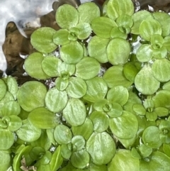 Callitriche stagnalis (Common Starwort) at Namadgi National Park - 5 Jan 2022 by JaneR