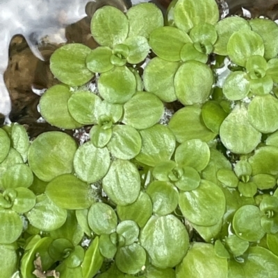 Callitriche stagnalis (Common Starwort) at Namadgi National Park - 5 Jan 2022 by JaneR