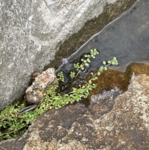 Callitriche stagnalis at Tennent, ACT - 5 Jan 2022