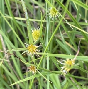 Cyperus sphaeroideus at Rendezvous Creek, ACT - 5 Jan 2022 01:42 PM