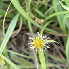 Cyperus sphaeroideus at Rendezvous Creek, ACT - 5 Jan 2022 01:42 PM