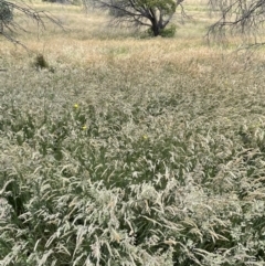 Holcus lanatus (Yorkshire Fog) at Rendezvous Creek, ACT - 5 Jan 2022 by JaneR