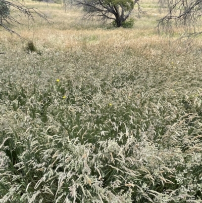 Holcus lanatus (Yorkshire Fog) at Rendezvous Creek, ACT - 5 Jan 2022 by JaneR