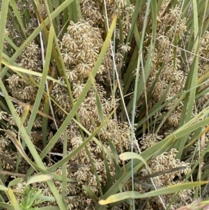 Lomandra multiflora at Rendezvous Creek, ACT - 5 Jan 2022