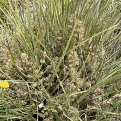 Lomandra multiflora at Rendezvous Creek, ACT - 5 Jan 2022