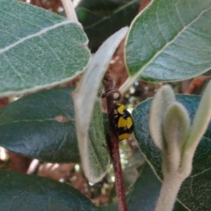 Illeis galbula at Parkes, ACT - 4 Jan 2022 01:13 PM