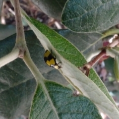 Illeis galbula at Parkes, ACT - 4 Jan 2022 01:13 PM