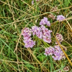 Limonium sinuatum (Perennial Sea Lavender) at Molonglo Valley, ACT - 4 Jan 2022 by Jiggy