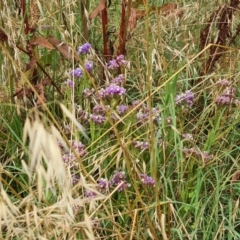 Limonium sinuatum at Molonglo Valley, ACT - 4 Jan 2022 09:19 AM