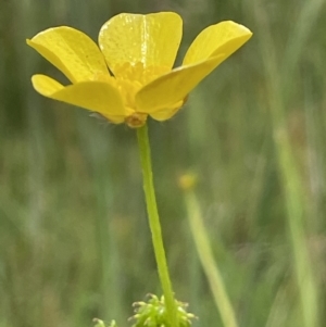 Ranunculus lappaceus at Rendezvous Creek, ACT - 5 Jan 2022