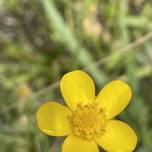 Ranunculus lappaceus at Rendezvous Creek, ACT - 5 Jan 2022