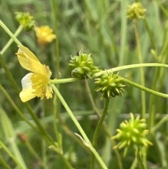 Ranunculus lappaceus at Rendezvous Creek, ACT - 5 Jan 2022