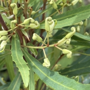 Lomatia myricoides at Rendezvous Creek, ACT - 5 Jan 2022