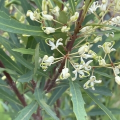 Lomatia myricoides at Rendezvous Creek, ACT - 5 Jan 2022