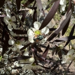 Austalis copiosa (Hover fly) at Murrumbateman, NSW - 3 Jan 2022 by SimoneC