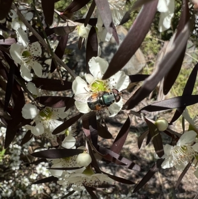 Austalis copiosa (Hover fly) at Murrumbateman, NSW - 4 Jan 2022 by SimoneC