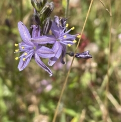 Caesia calliantha (Blue Grass-lily) at Rendezvous Creek, ACT - 5 Jan 2022 by JaneR