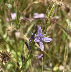 Caesia calliantha at Rendezvous Creek, ACT - 5 Jan 2022