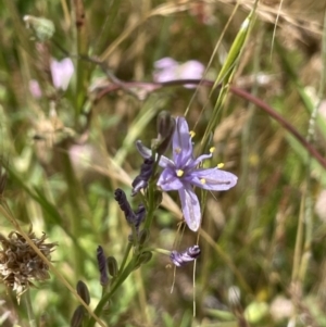 Caesia calliantha at Rendezvous Creek, ACT - 5 Jan 2022