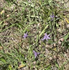 Caesia calliantha at Rendezvous Creek, ACT - 5 Jan 2022