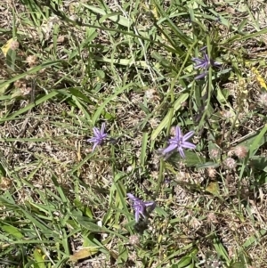 Caesia calliantha at Rendezvous Creek, ACT - 5 Jan 2022