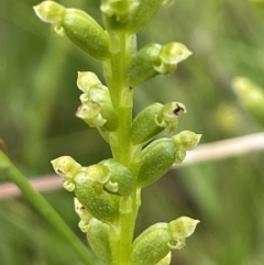 Microtis sp. at Rendezvous Creek, ACT - 5 Jan 2022