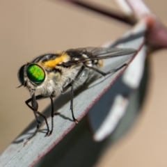 Scaptia (Scaptia) auriflua (A flower-feeding march fly) at Namadgi National Park - 4 Jan 2022 by SWishart