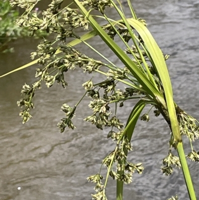 Scirpus polystachyus (Large-head Club-rush) at Rendezvous Creek, ACT - 5 Jan 2022 by JaneR