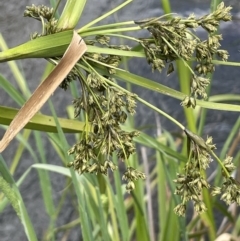 Scirpus polystachyus at Rendezvous Creek, ACT - 5 Jan 2022 02:24 PM