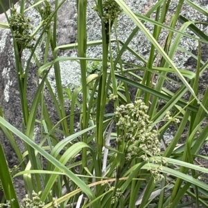 Scirpus polystachyus at Rendezvous Creek, ACT - 5 Jan 2022 02:24 PM