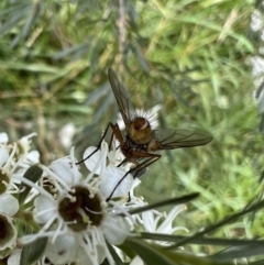 Unidentified Bristle Fly (Tachinidae) at Murrumbateman, NSW - 6 Jan 2022 by SimoneC
