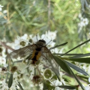 Tachinidae (family) at Murrumbateman, NSW - 6 Jan 2022