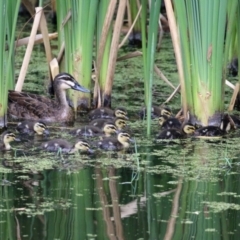 Anas superciliosa (Pacific Black Duck) at Fyshwick, ACT - 6 Jan 2022 by RodDeb