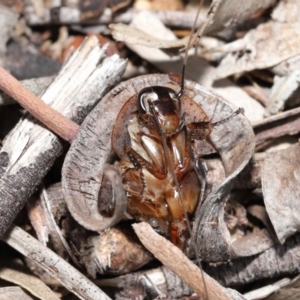 Intellagama lesueurii howittii at Acton, ACT - 5 Jan 2022 11:33 AM