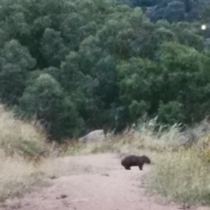 Vombatus ursinus at Kambah, ACT - 6 Jan 2022 08:21 PM