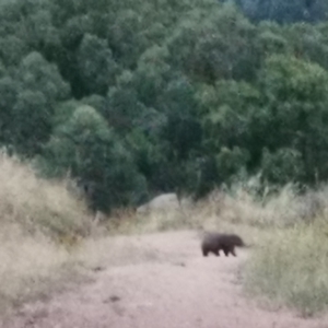 Vombatus ursinus at Kambah, ACT - 6 Jan 2022 08:21 PM