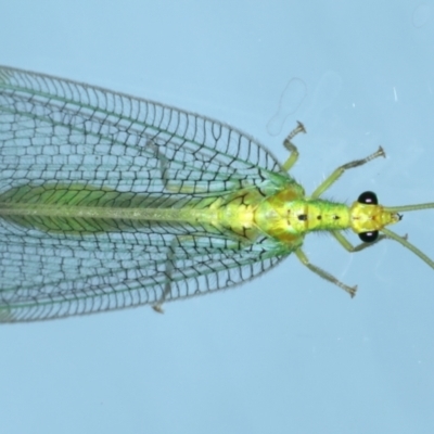 Osmylops sejunctus (Lacewing) at Ainslie, ACT - 31 Dec 2021 by jbromilow50